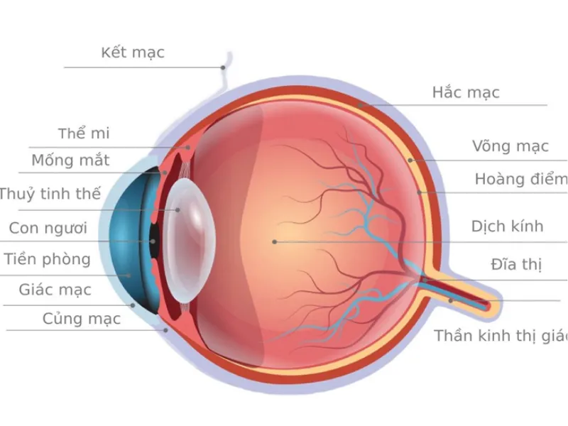 Các bộ phận giải phẫu học của mắt trong quá trình khóc