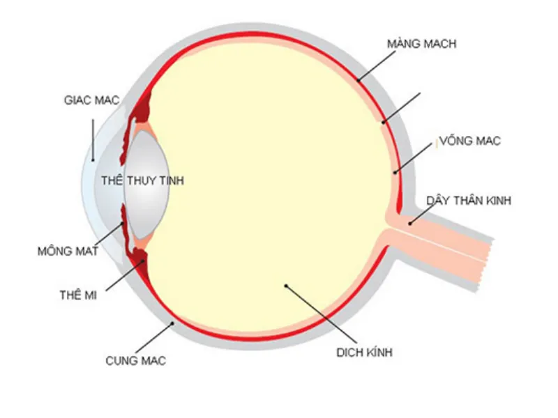 Hướng dẫn phác họa giác mạc và đồng tử